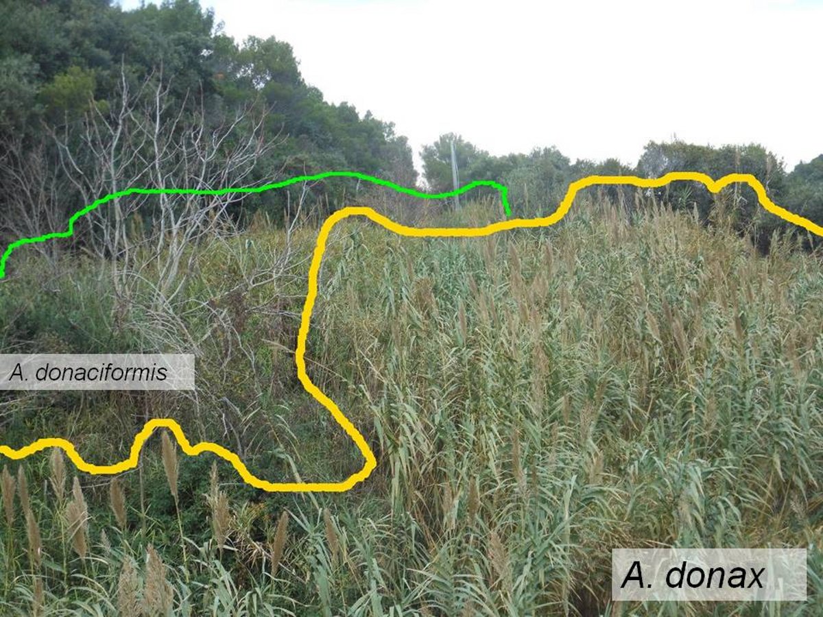 Arundo donaciformis (Loisel.) Hardion, Verlaque & B. Vila